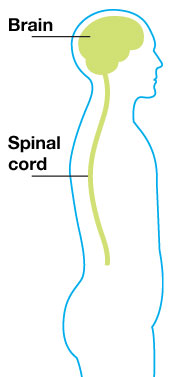 an outline of the body showing the central nervous system