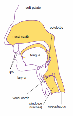 Diagram showing the parts of the mouth and throat involved in swallowing