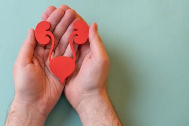 Urinary tract cut-out held in palm of hands