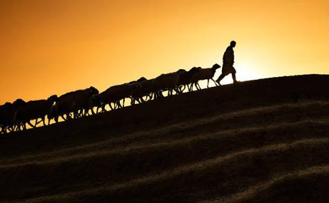 A herder with sheep silhouetted against a golden sky