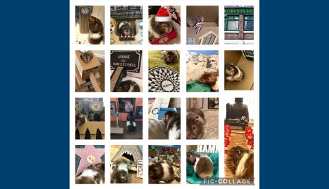 Collage of Spud the hamster