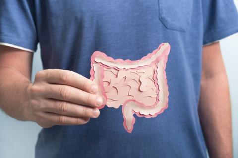 Person holding cut-out diagram of intestines