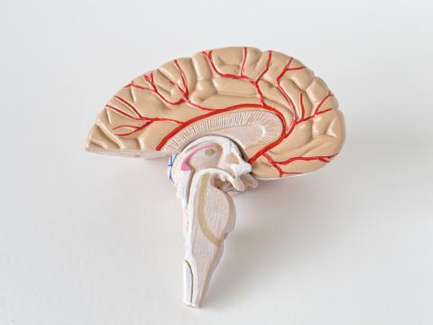 Cross section of human brain