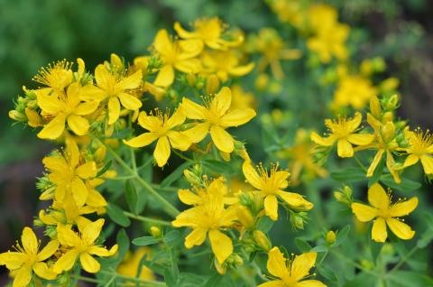 St John's wort plant with yellow flowers