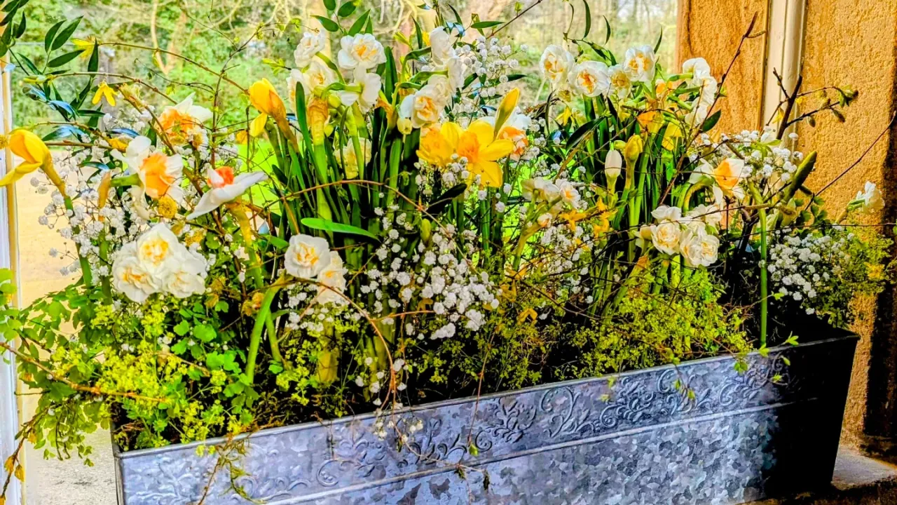 Window box of flowers full of daffodils, baby's breath and some grasses